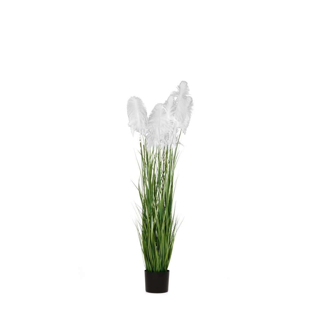 85073 ΦΥΤΟ ΛΕΥΚΟ PAMPAS GRASS Χ3 Φ15Χ125ΕΚ ΣΕ ΜΑΥΡΗ ΠΛΑΣΤΙΚΗ ΓΛΑΣΤΡΑ - Image 1